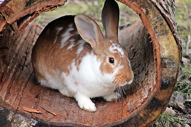 le lapin et le cobra